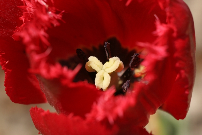 Tulipes a Morges 2006 - 010